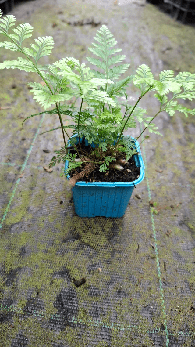 Davallia fejeensis 6cm