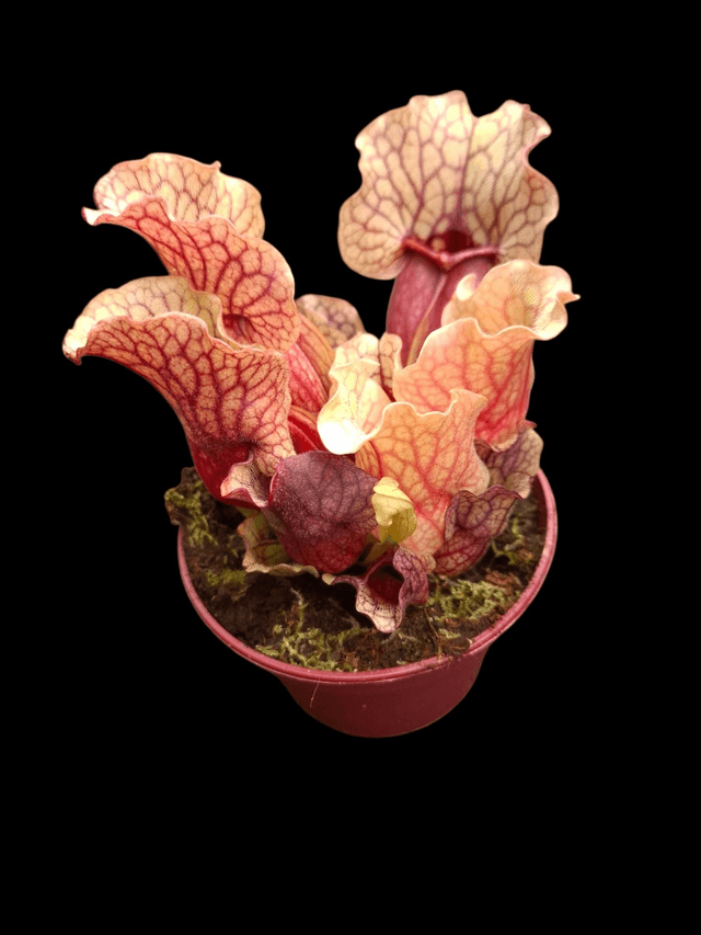 Sarracenia purpurea venosa 'Clementina' 9cm