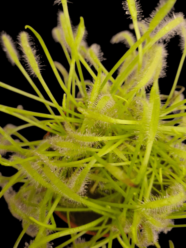 Drosera capensis 'Alba' P9