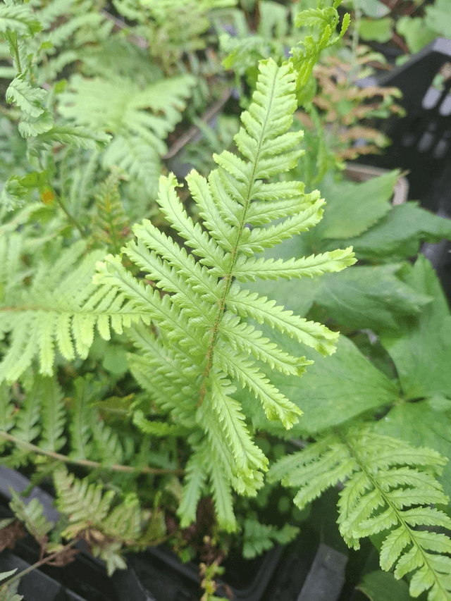 Dryopteris filix-mas 'Furcans' Forked Male Fern P9 (0.5 litre)