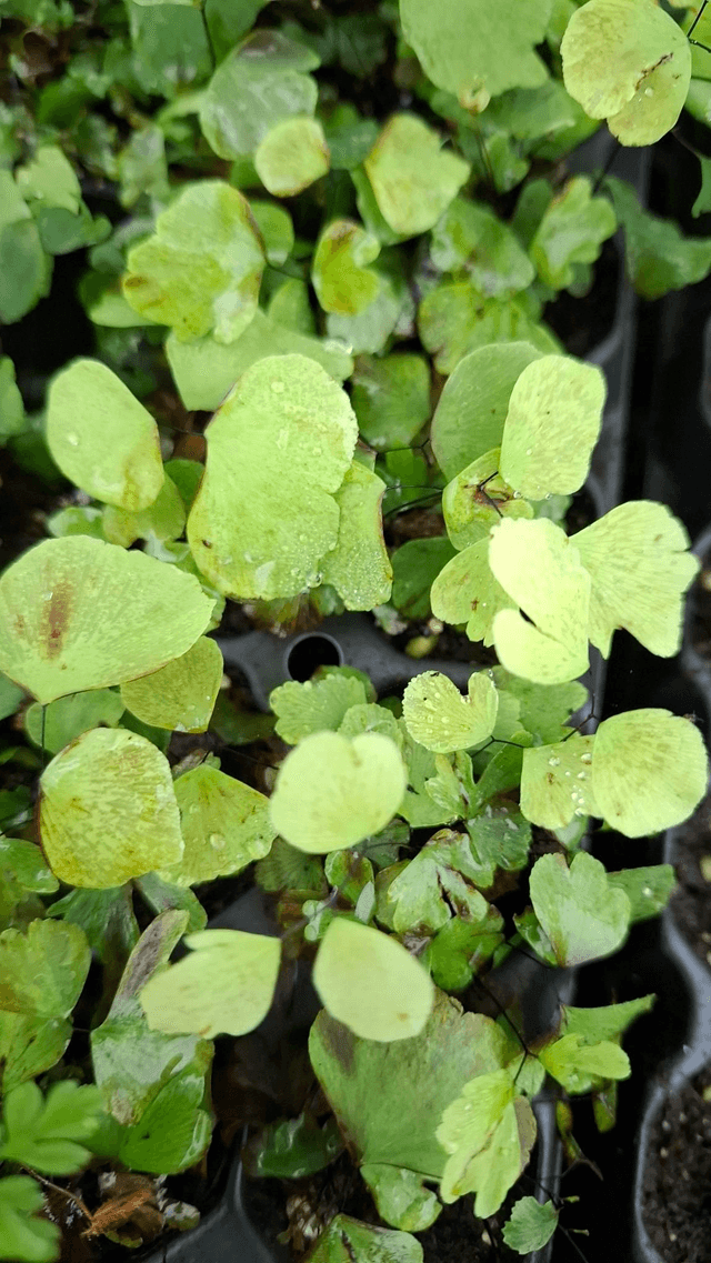 Adiantum peruvianum - Plug plant