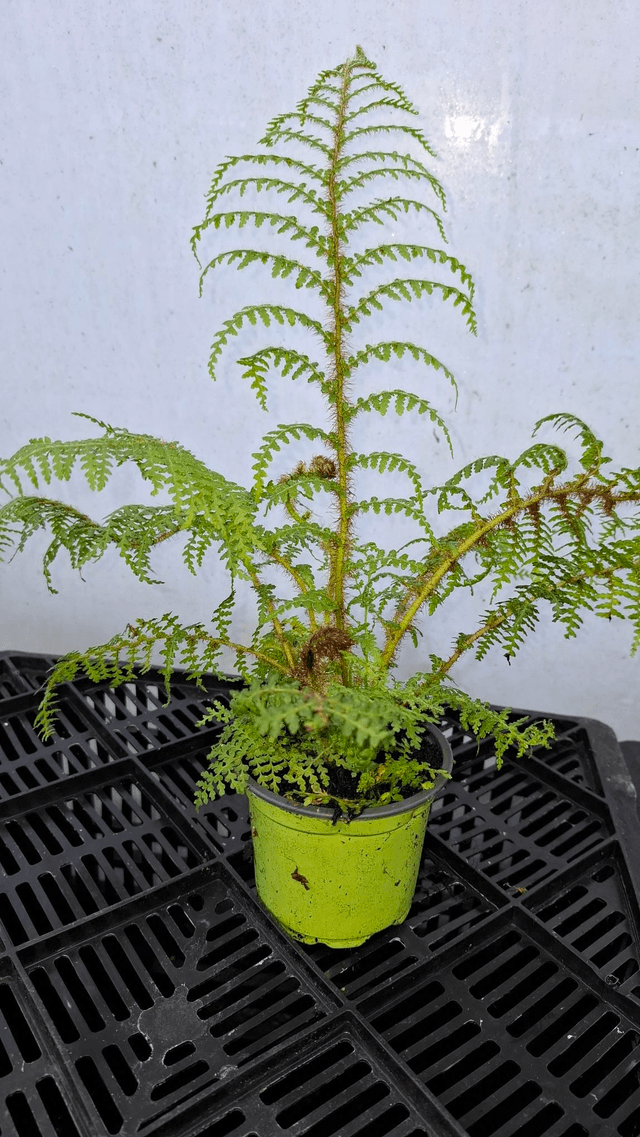 Cyathea tomentosissima - Highland Lace Tree Fern