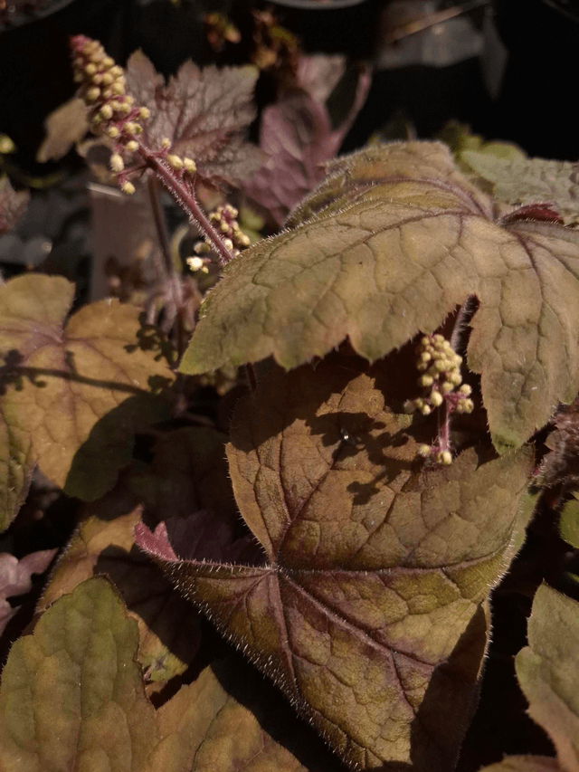 Heucherella 'Art Deco' 2 litre