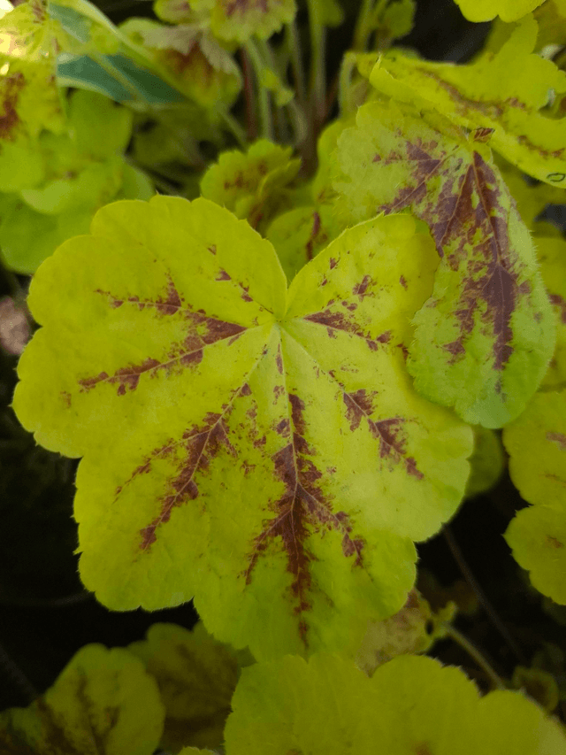 Heucherella 'Solar Eclipse' 1 litre