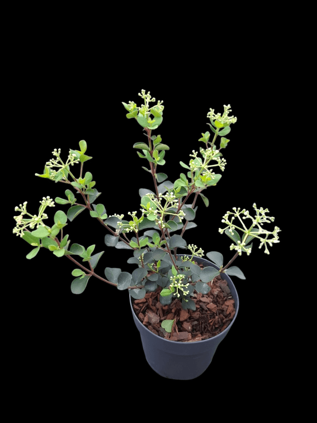 Viburnum 'Fairy Stars' 1.4 litre