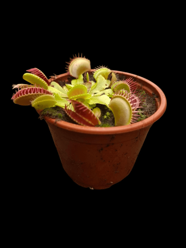Dionaea muscipula - Venus Fly Trap P9
