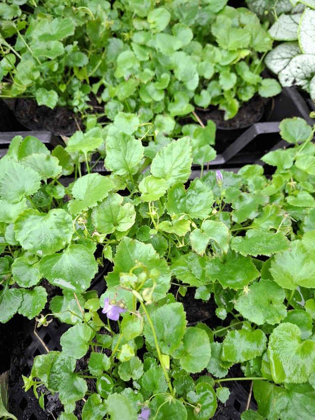 campanula poscharskyana 1 litre