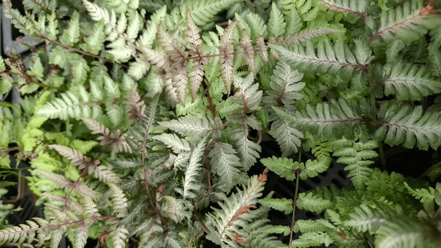 Athyrium nipponicum 'Pictum' Japanese Painted Fern P11