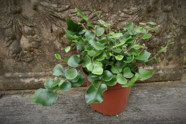Pellaea rotundifolia - Button Fern 9cm