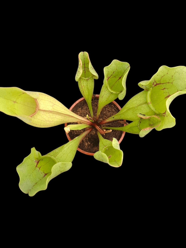 Sarracenia purpurea 'Montana'- Purple Pitcher Plant 9cm pot