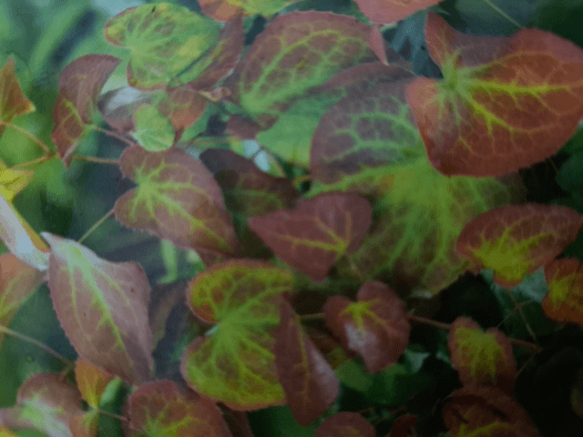 Epimedium x rubrum p11