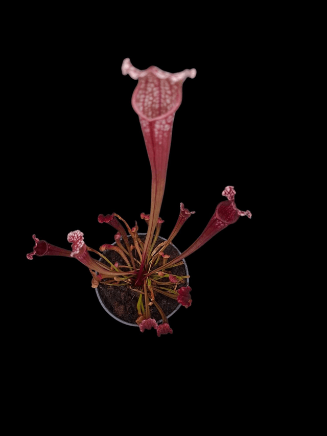 Sarracenia x stevensii 9cm
