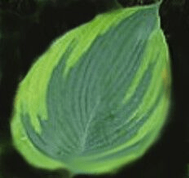 Hosta 'Alvatine Taylor' 