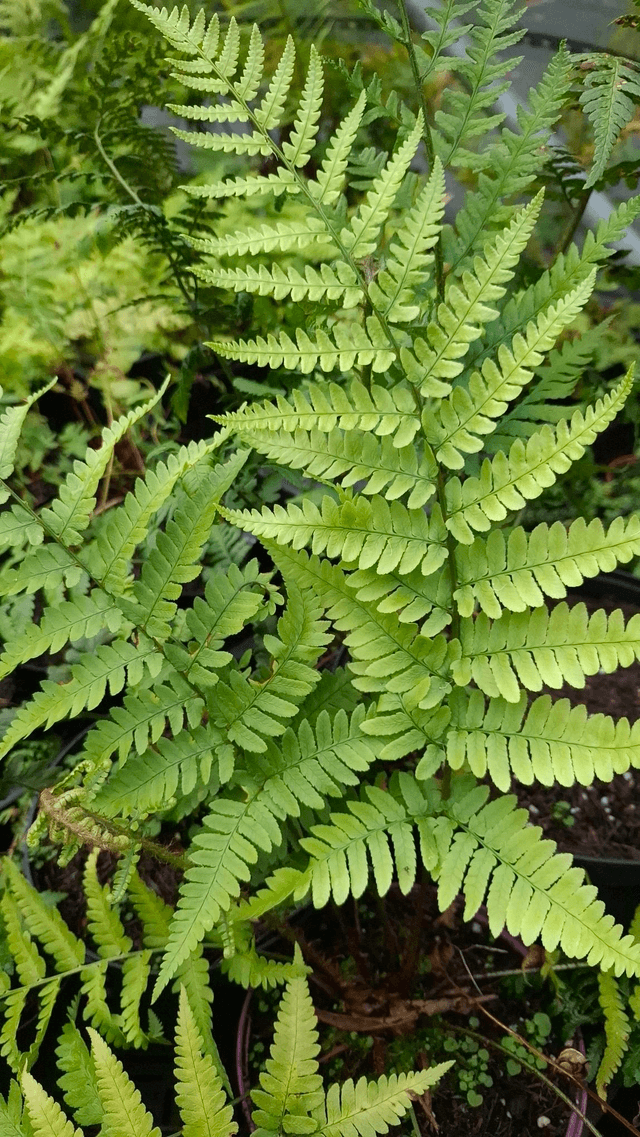 Dryopteris sichotensis (syn. D. coreano Ssp. Montana)