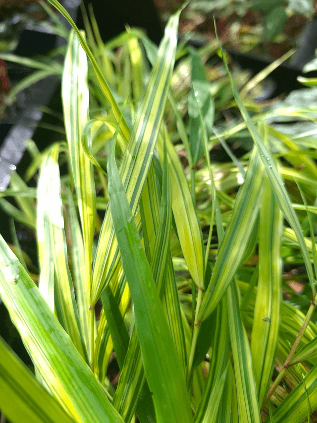 Hakonechloa macra 'Aureola' 1 litre