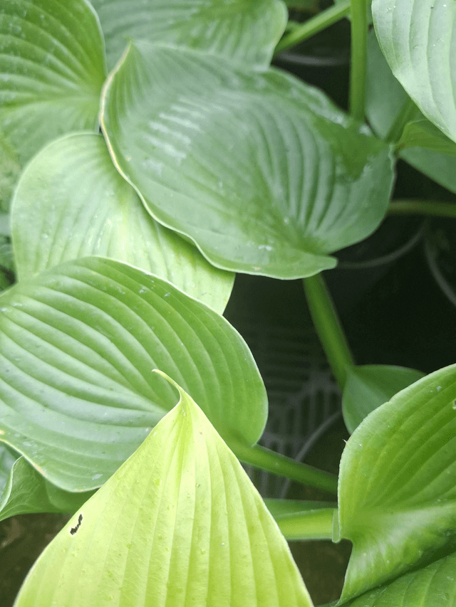 Hosta 'Jurassic Park' 2 litre