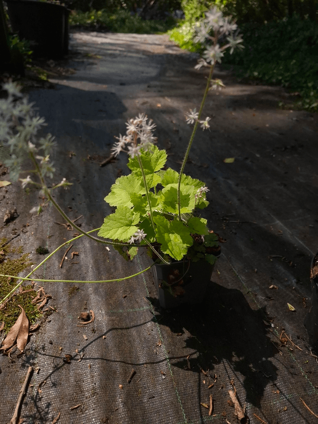 Tiarella cordifolia 