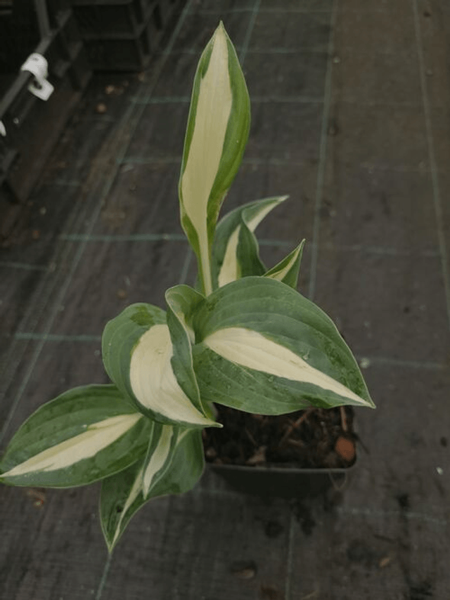 Hosta 'Snake Eyes' 1 litre