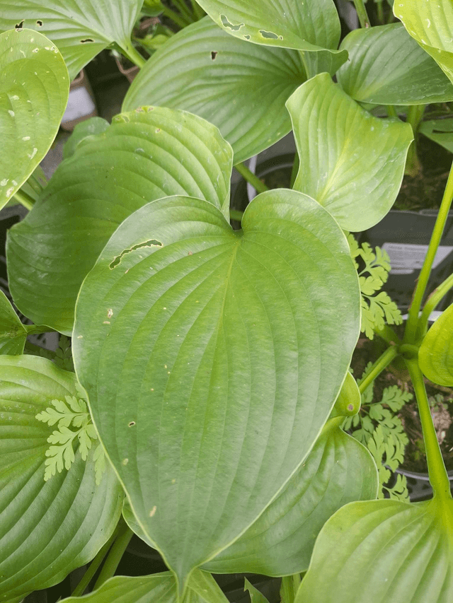 Hosta 'Empress Wu' 2 litre