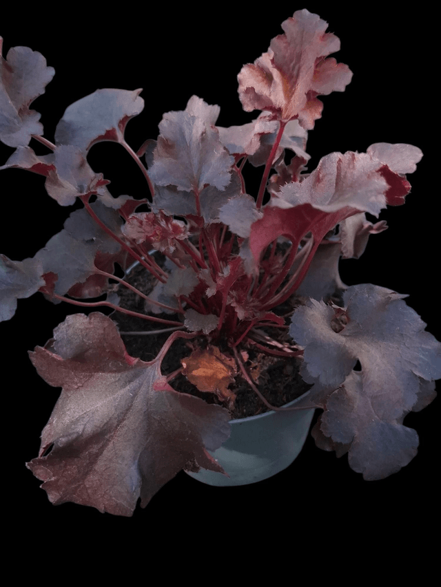 Heuchera 'Blackberry Crisp' 12cm 
