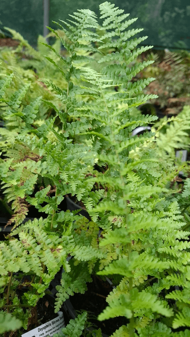 Dryopteris filix-mas 'Barnesii' 