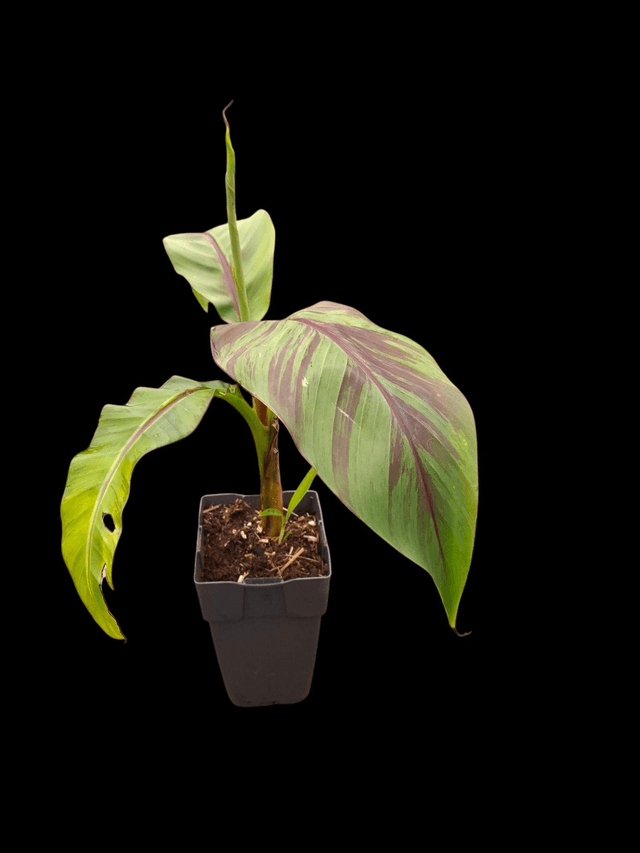 Musa sikkimensis 'Ever Red' 2 litre