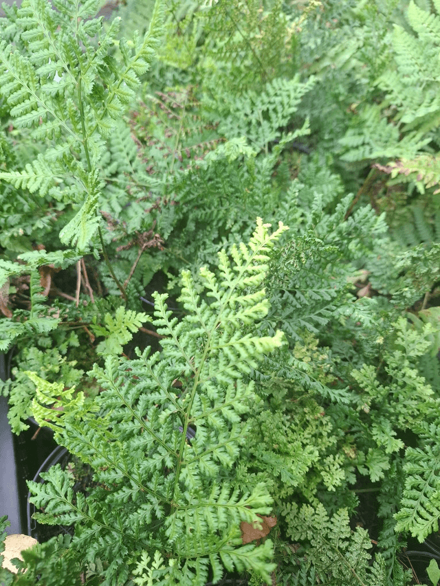 Dryopteris dilitata 'Lepidota Crispa Cristata'