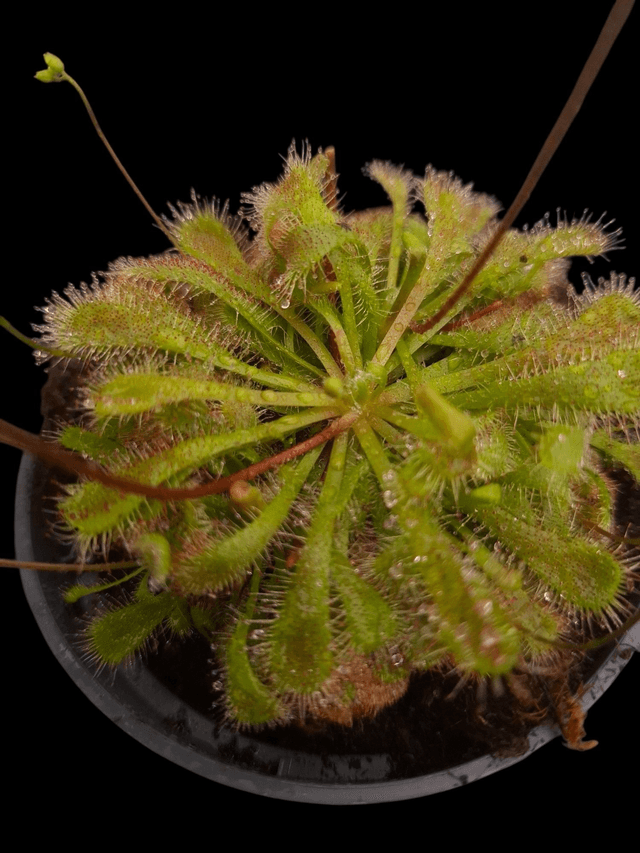 Drosera spatulata 9cm