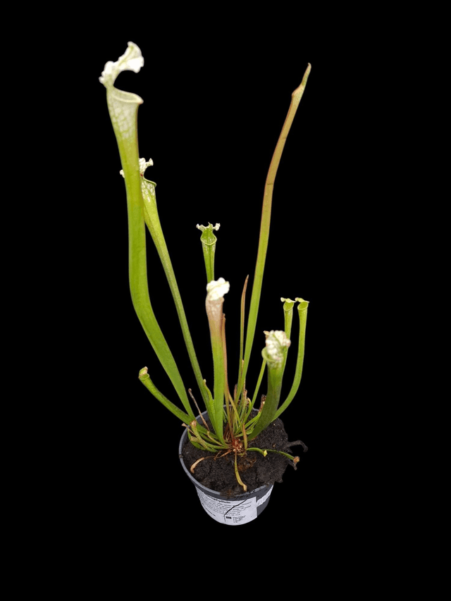 Sarracenia leucophylla - White Pitcher Plant 9cm