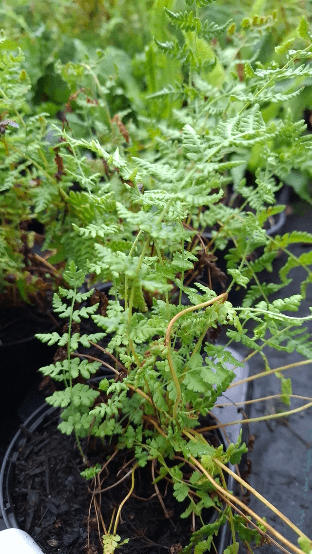 Woodsia obtusa - Blunt-lobed Woodsia 1 litre