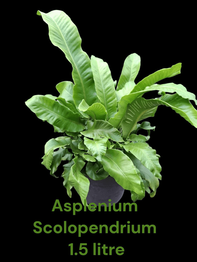 Asplenium scolopendrium 1 litre