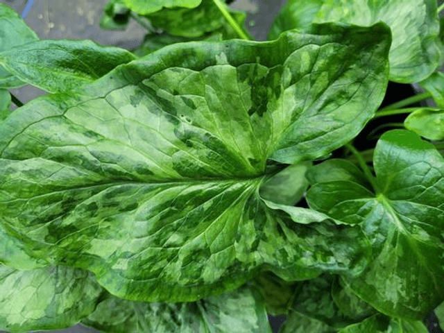 Arum 'Chameleon' 1 litre