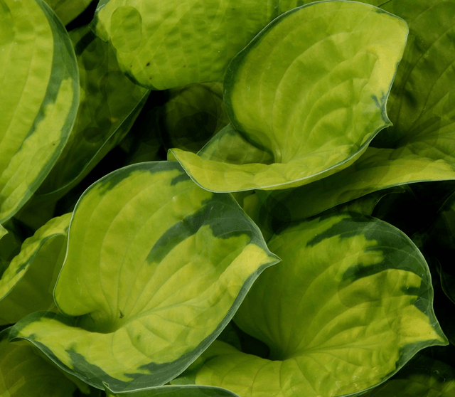 Hosta 'Rainforest Sunrise' 1 litre