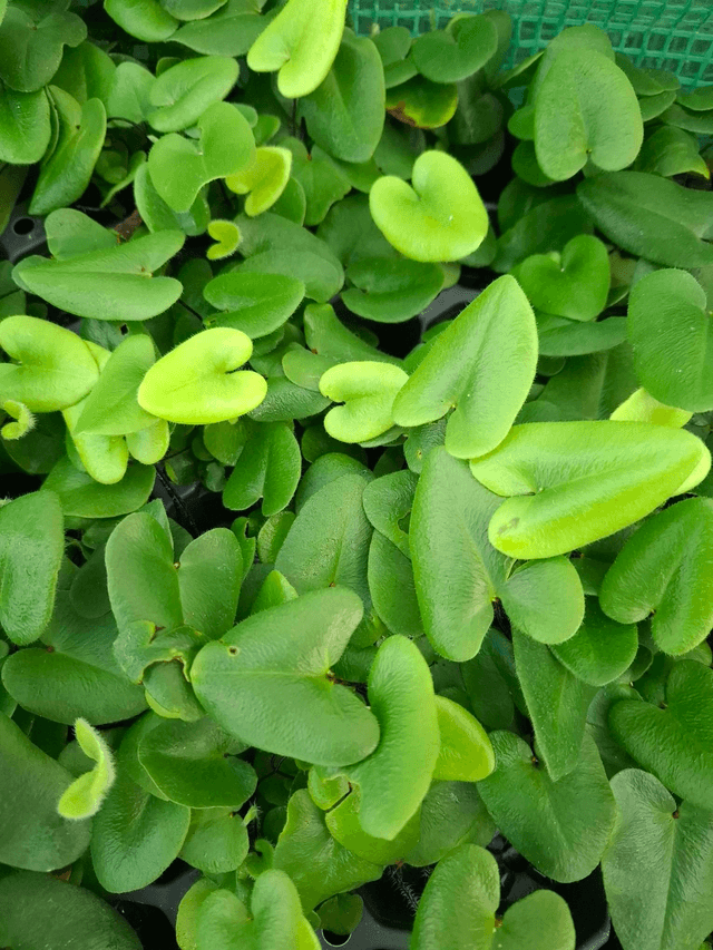 Hemionitis arifolia 