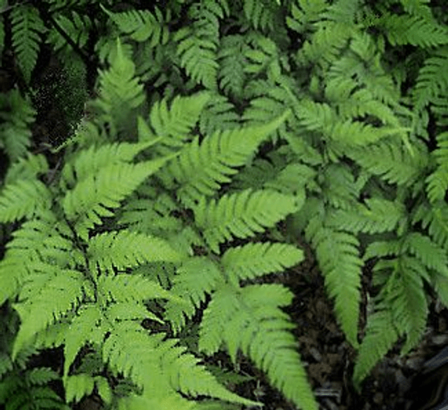 Athyrium 'Branford Rambler' 