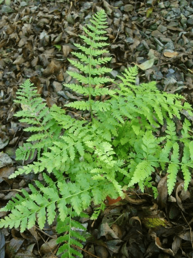 Polystichum braunii 2 litre
