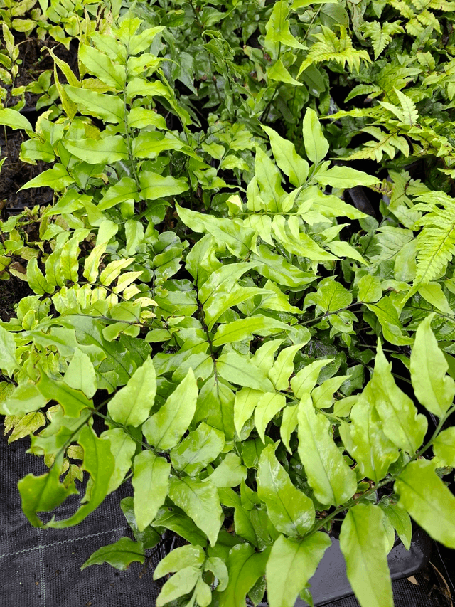 Cyrtomium fortunei- Hardy Japanese Holly Fern p9