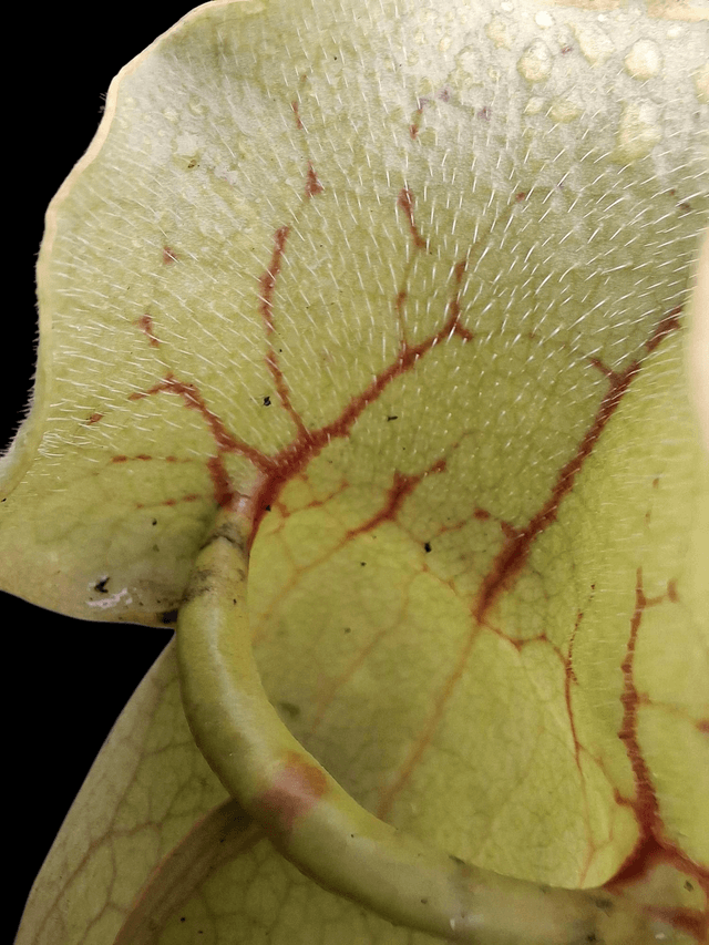 Sarracenia purpurea 'Montana'- Purple Pitcher Plant 9cm pot
