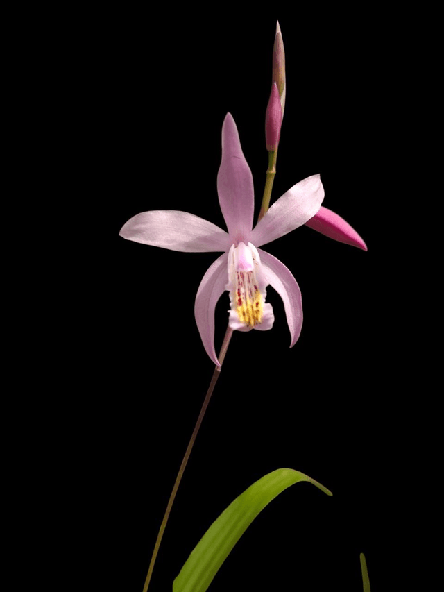 Bletilla striata 'kuchibeni'