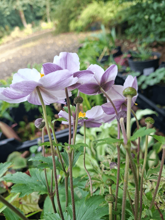 Anemone 'Elfin Swan' 1 litre