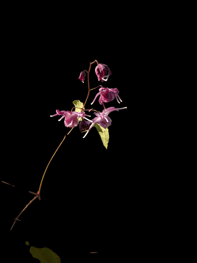 Epimedium grandiflorum -'Lilac Fairy' 1 litre 
