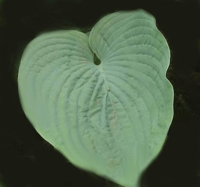 Hosta 'Jurassic Park' 2 litre