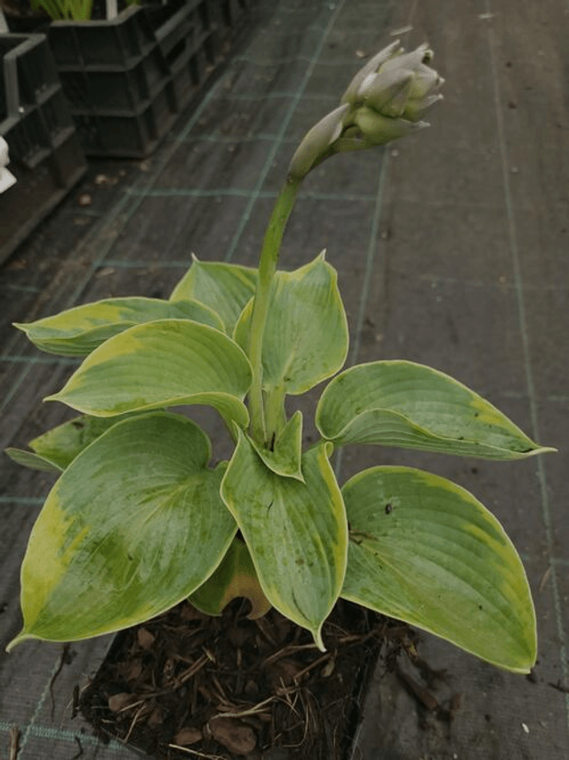 Hosta tokudama 'Flavocircinalis' 2 litre