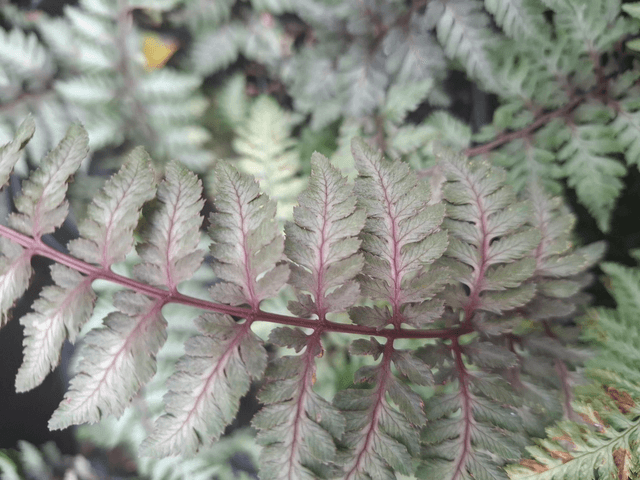 Athyrium nipponicum 'Burgundy Lace' P9
