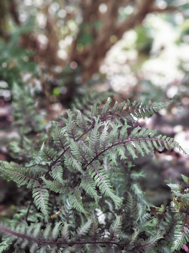 Athyrium nipponicum 'Crested Surf' 1 litre