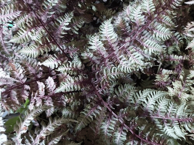 Athyrium nipponicum 'Burgundy Lace' plug plant