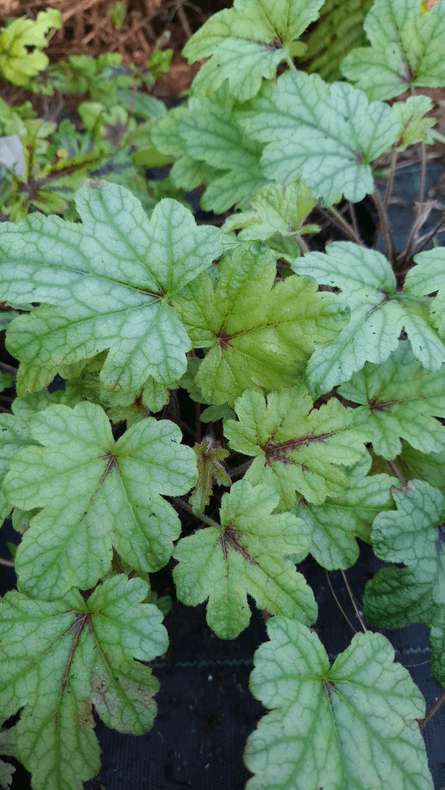 Heucherella ‘Kimono’ 1 litre 