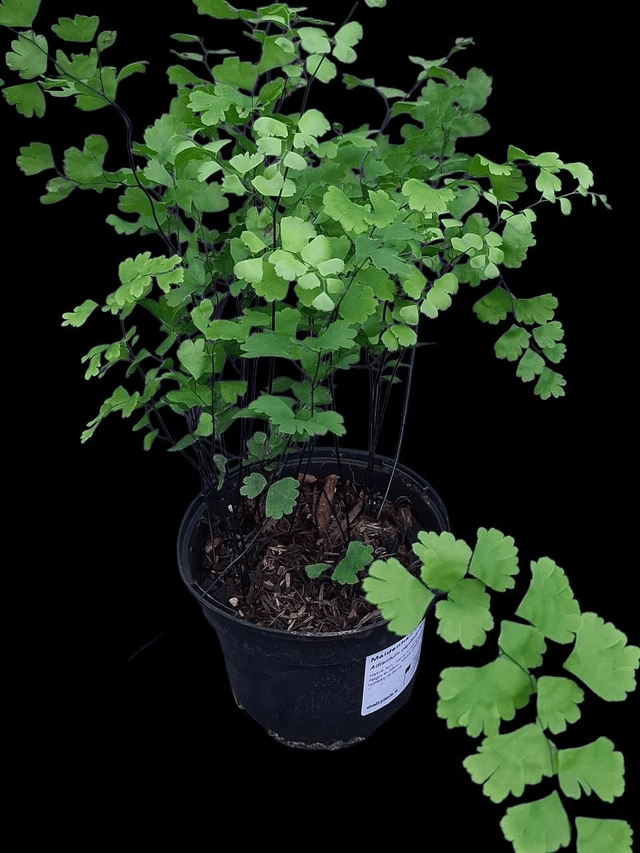 Adiantum capillus-veneris (The Maiden Hair Fern)