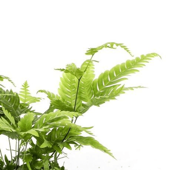 Pteris fauriei (Silver Lace Fern) 1 litre