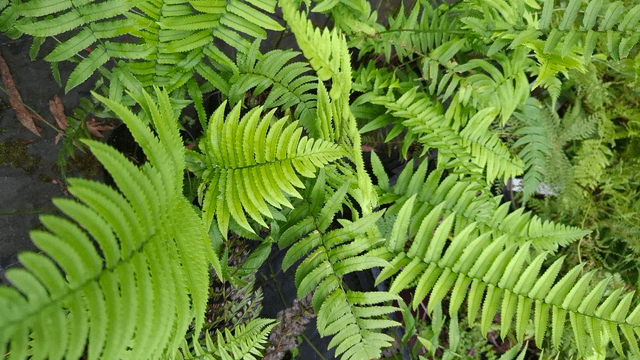 Dryopteris cycadina 9cm